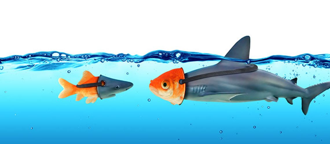 fish-identity-illustration